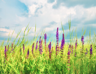 Fototapety  Beautiful lilac wild flowers in a meadow and a beautiful sky with clouds. Soft sunny evening light. Natural spring, summer background.  