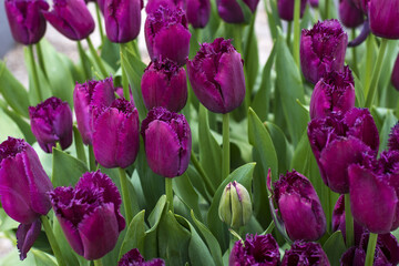 Many beautiful violet tulips with green leaves in spring