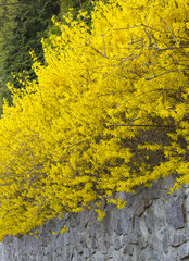 Blossoming forzition European Forsythia europaea.