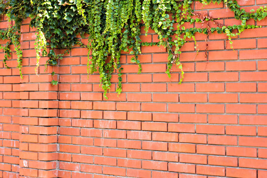 Ivy on a brick wall. Ivy twists a brick wall.