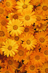 background of orange flowers closeup