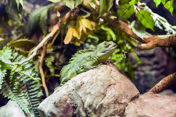 Iguana