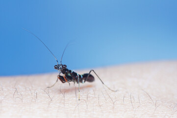 Small black mantis on human hand with blue background.
