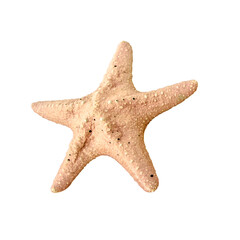 Colorful alive Starfish / Seastar isolated on white background.