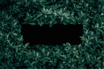 Square frame, Creative layout made with green leaves background. Blank for advertising card or invitation. Nature concept. Summer poster. black frame.
