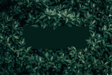 Square frame with leaves and Square frame background, Creative layout made of tropical and leaves with green paper card note. Blank for advertising card or invitation. Nature concept.