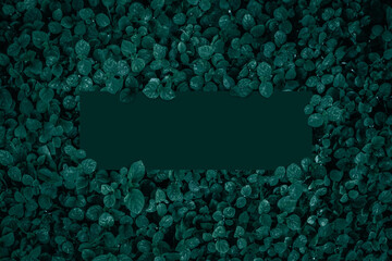 Square frame with leaves and Square frame background, Creative layout made of tropical and leaves with green paper card note. Blank for advertising card or invitation. Nature concept.