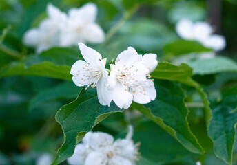 White Jasmine flower blossoms in the garden