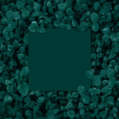 Square frame with leaves and Square frame background, Creative layout made of tropical and leaves with green paper card note. Blank for advertising card or invitation. Nature concept.