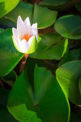 Obraz premium lotus blossom