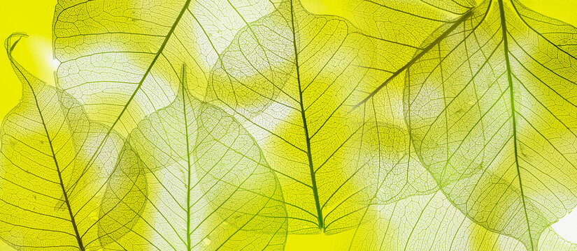 Fototapeta a leaf texture close up