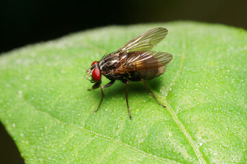 Fly on green leaf.