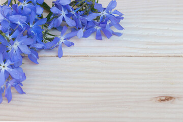 blue moss on a wooden background