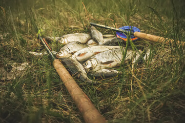 Fish catch. Fly fishing.