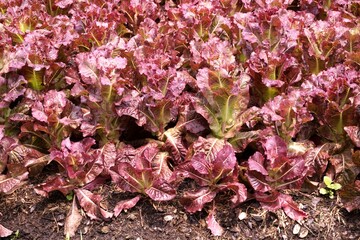 red Lettuce plant in nature garden
