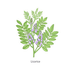 Medical plant Licorice.