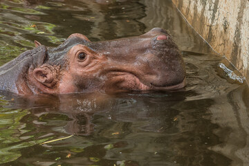 Fototapeta premium Hippopotamus swim in the pond.