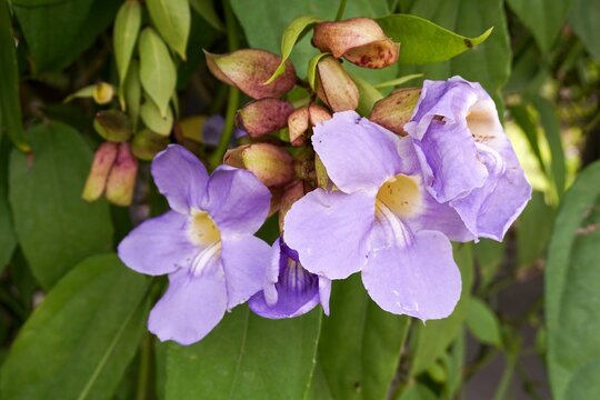 Thunbergia laurifolia flower in nature garden