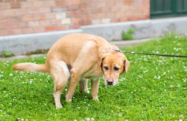 Labrador retriever dog poops in the park - 157250387