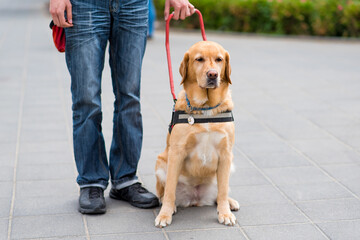 Guide dog is helping a blind man