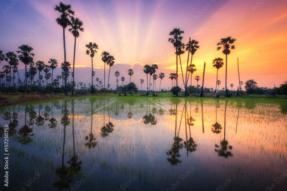 Wall mural Sugar palm tree at sunset in Thailand