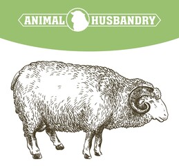 sketch of sheep drawn by hand. animal husbandry