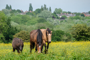 Horses grazing in the field full of buttercup flowers in Woodgate Valley Country Park.