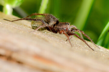 The spider is breeding offspring