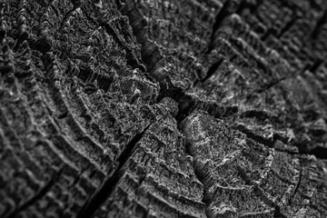 Wood with natural old cracks