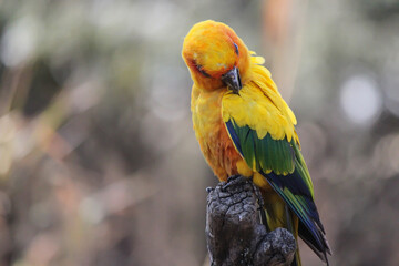 Bird plucking its feathers