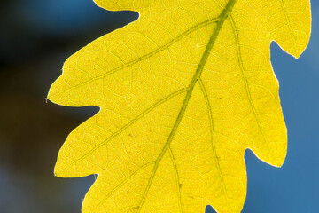 Young oak leaf on a dark blue background