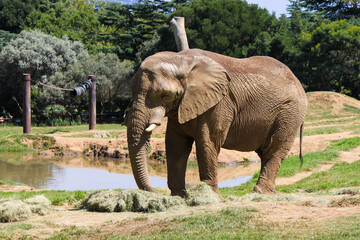 Elephant eating