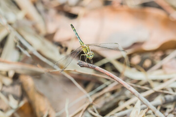 dragonfly on dry branch