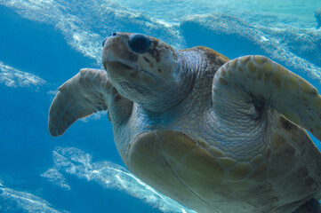 Close-up photo of sea turtle