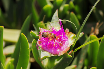 Macro photo of bee on flower