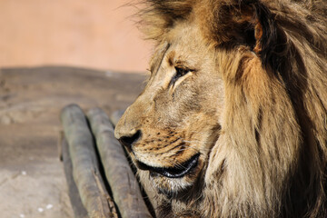 Close-up photo of male lion's face