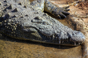 Close-up photo of crocodile resting in sun