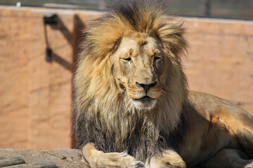 Male lion resting in sun