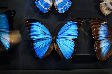 collection of different butterfly