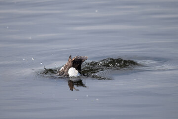 Diving tufted duck