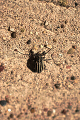 Closeup of a striped beetle on a wall