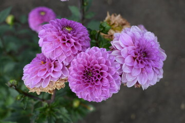 Chrysanthemums  lilac after the rain with drops of dew on petals