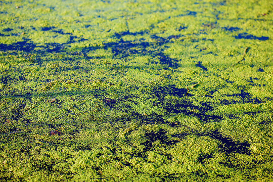 Nature Details, Pond Scum Background