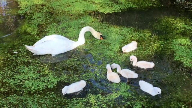 cigno con piccoli - fiume sile treviso