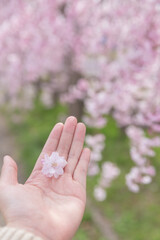 pink cherry blossom on woman's hand