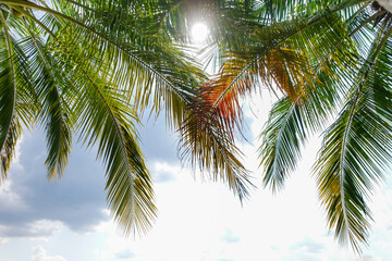 Naklejka na ściany i meble Leaves of coconut tree in summer sunny nature