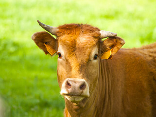 Limousine cow on countryside looking at camera
