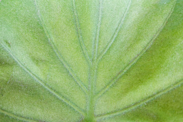 Syngonium podophyllum,Nephthytis' beautiful leaves macro view