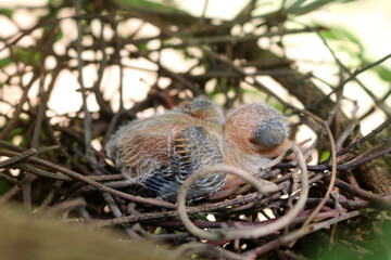 Pigeon birds nesting in the garden 
