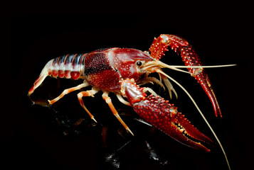 Crayfish Procambarus Clarkii Ghost on black background.